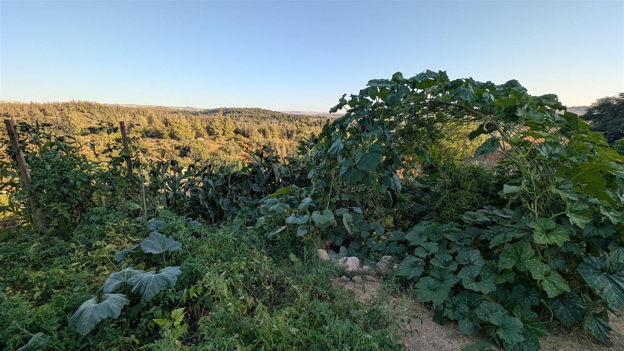 הגינה הירוקה מול היער