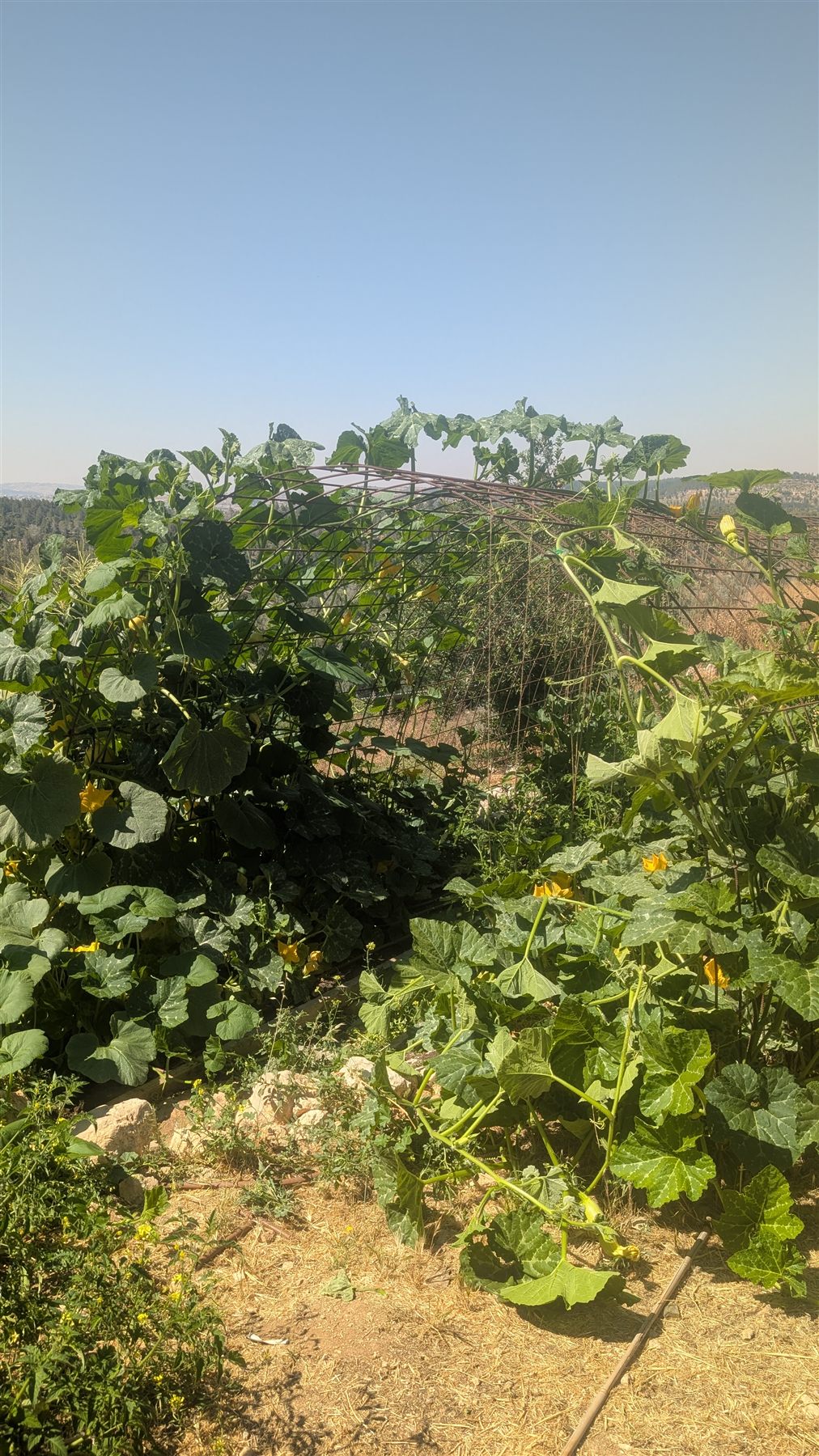 קשת דלעות בגינה