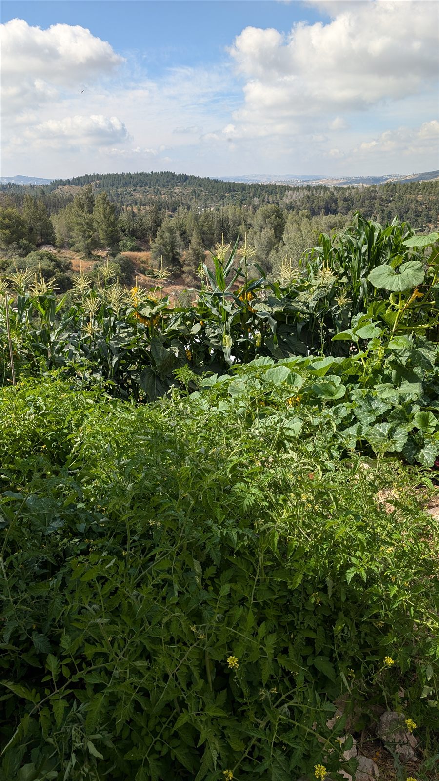 הגינה הירוקה של המשק מול היער והעמק